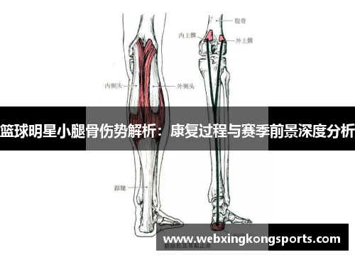 篮球明星小腿骨伤势解析：康复过程与赛季前景深度分析